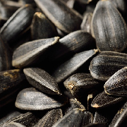 sunflower seed oil.jpg